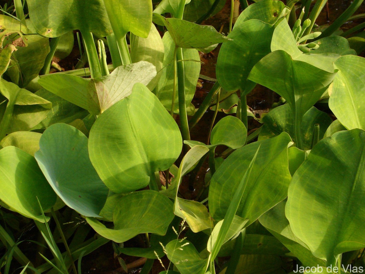 Limnocharis flava (L.) Buchenau